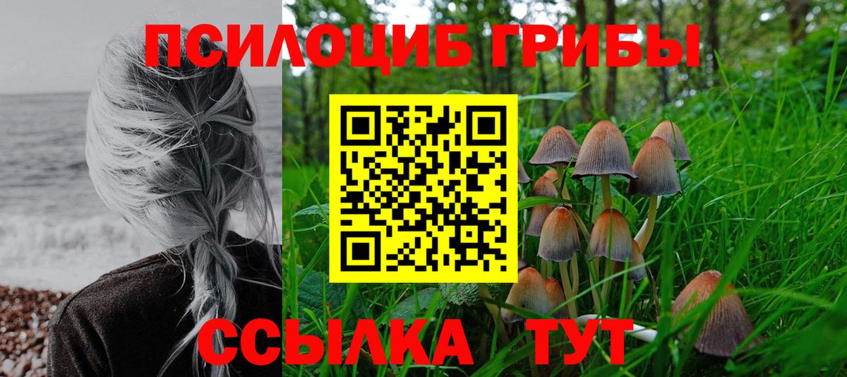 купить наркоту  Галлюциногенные грибы MAGIC MUSHROOMS  Вход с VPN  Медногорск  Галлюциногенные грибы GOLDEN TEACHER 